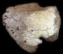Hadrosaur Ungual (Foot Claw) - Montana #34560-2